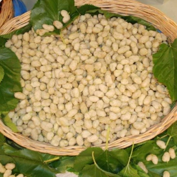 Tüplü Çekirdeksiz Ayaş Dut Fidanı Meyve Verme Yaşında (120-180 cm) - Resim 3