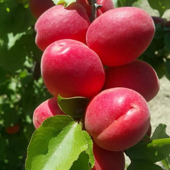 Yarı Bodur Zaiges Red Kırmızı Kayısı Fidanı (5 adet)