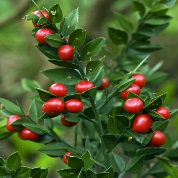 Ruscus Aculeatus Kokina Tavşan Memesi Tohumu (3 tohum) - 6