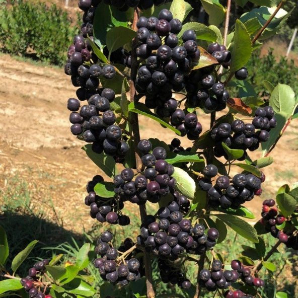 Bedava Kargo Nero Siyah Aronya Aronia Chokeberry Fidesi Paper Potta (15-20 cm) 5 Adet - 4