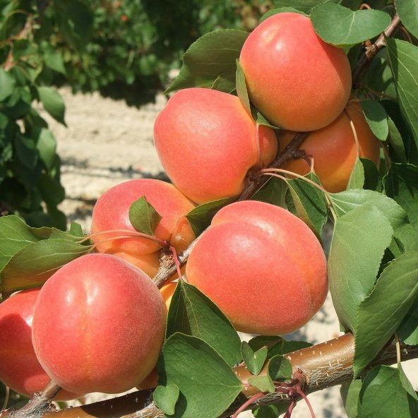 Tüplü Zaiges Scarlet Moon Kayısı Fidanı (5-6 Yaş 200-300 cm) - Resim 8