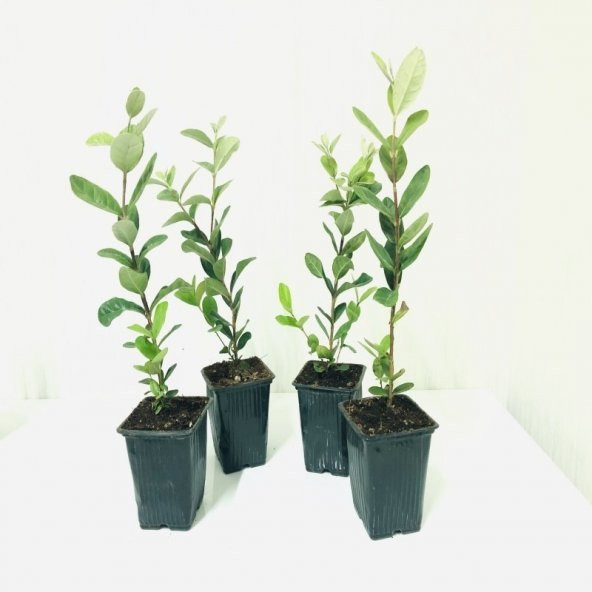 Tüplü Kaymak Ağacı Feijoa Fidanı (9 luk Saksıda 10 adet) - 4