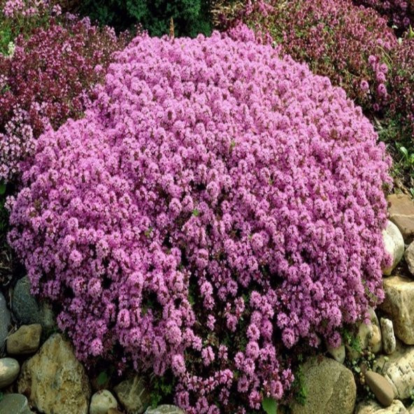 Thymus praecox ‘Purple Beauty’ Yayılıcı Kekik Fidesi (70 adet) - 1