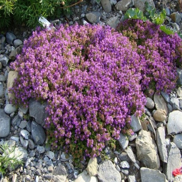 Thymus praecox ‘Purple Beauty’ Yayılıcı Kekik Fidesi (70 adet) - 2