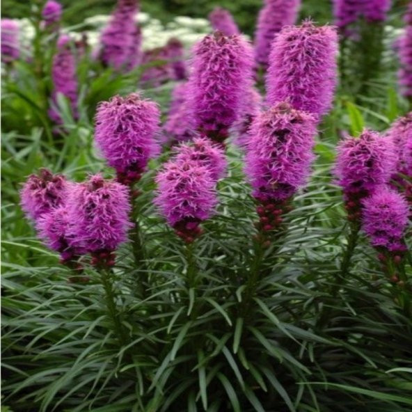 Purple Rose  Liatris Çiçeği Tohumu(40 tohum) - 3