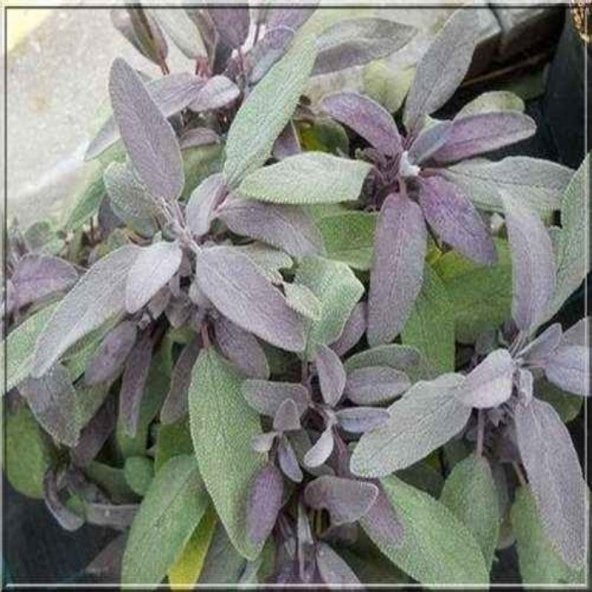 Mor Ada Çayı Fidanı (Salvia officinalis Purpurmantel)