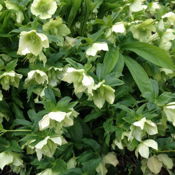 Helleborus Green Star Noel Gülü Çiçeği (1 ADET) - 1