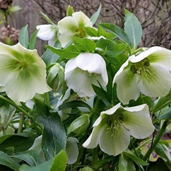 Helleborus Green Star Noel Gülü Çiçeği (1 ADET) - 2