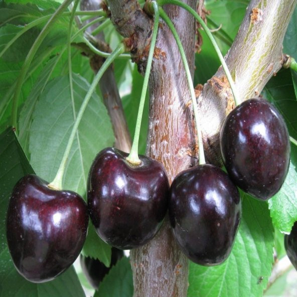 Tüplü Tam Bodur Kordia Kiraz Fidanı - 4