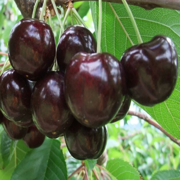 Tüplü Tam Bodur Kordia Kiraz Fidanı - 8