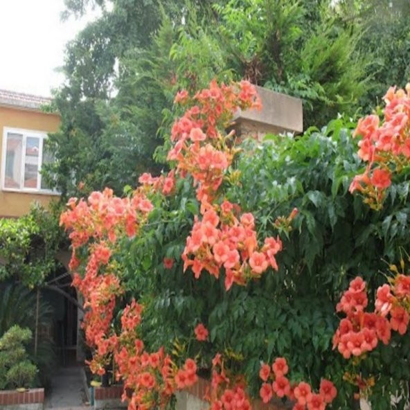Acem Borusu Ağacı Tohumu (10 tohum) - 6