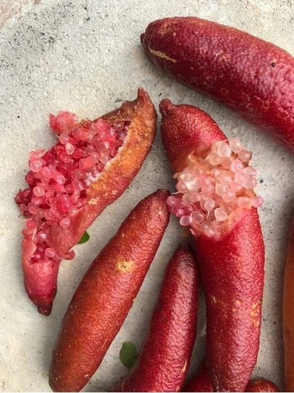 Meyve Verme Yaşında Tüplü Havyar Limon Red Champagne Finger Lime Fidanı - 10