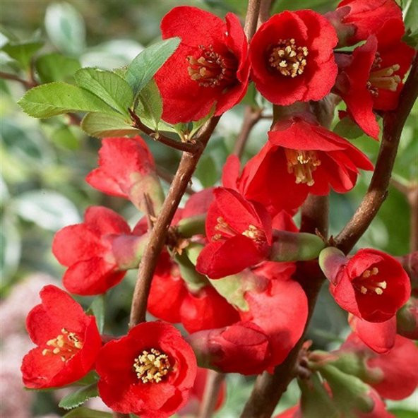 Tüplü Japanese Quince (chaenomeles-japonica) Japon Ayvası Fidanı - 9
