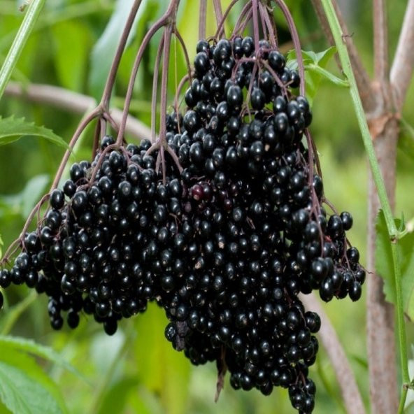 Doğal Karamürver Tohumu (50 tohum)