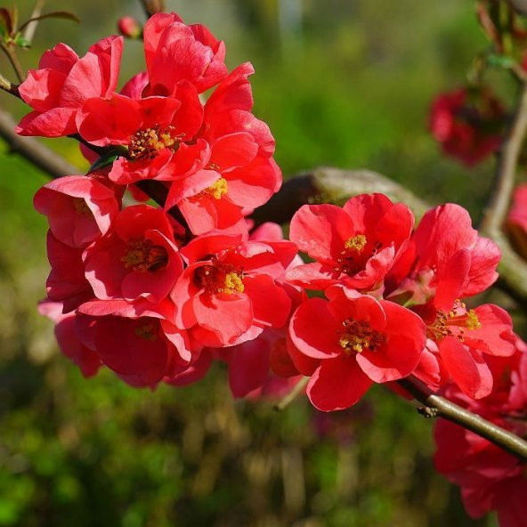 Tüplü Japanese Quince (chaenomeles-japonica) Japon Ayvası Fidanı - 8