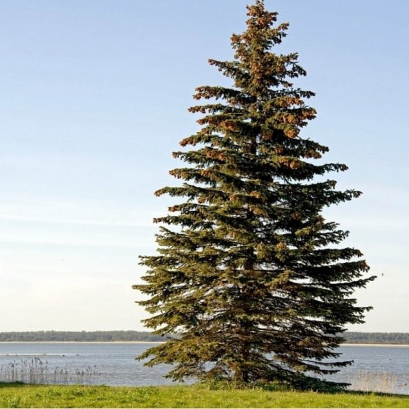 Picea Abies Batı Ladini Tohumu (20 tohum) - 8