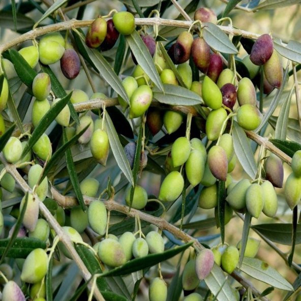 Bodur Yüksek Verimli Koroneiki Zeytin Fidanı