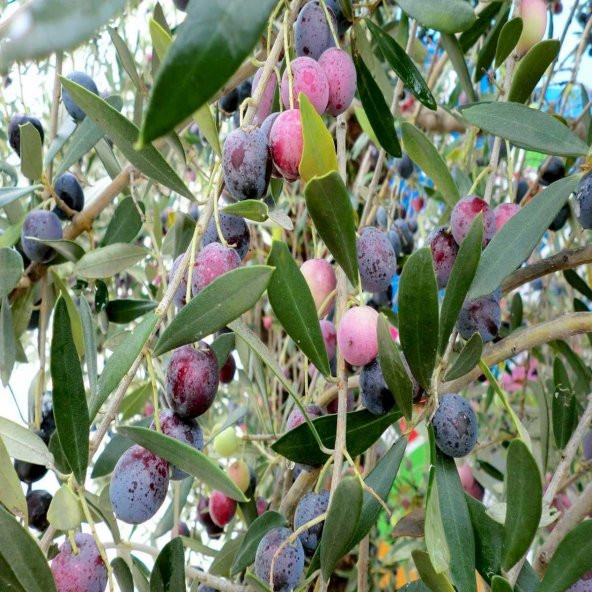 Tüplü Kırmalık Çizmelik Akhisar Uslu Zeytin Fidanı
