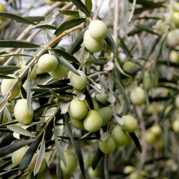Tüplü Kırmalık Çizmelik Akhisar Uslu Zeytin Fidanı - 6