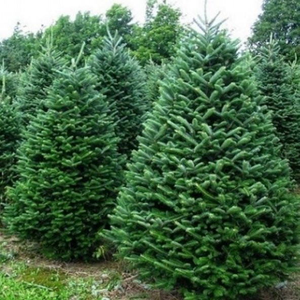 Abies Nordmanniana Göknar Ağacı Tohumu (20 Tohum) - 8