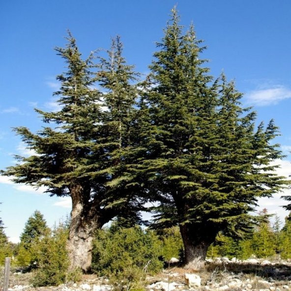Juniperus Oxycedrus Katran Ağacı Toros Sediri Tohumu (20 tohum) - 7