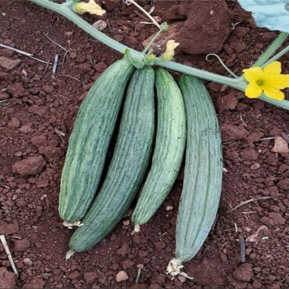 Black Kantarcı Acur Tohumu (50 adet) - 7