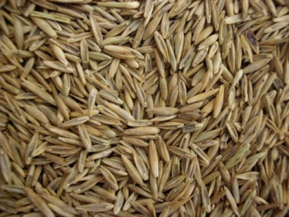 İthal Çim Tohumu 250 Gr Ücretsiz Kargo ürün görseli