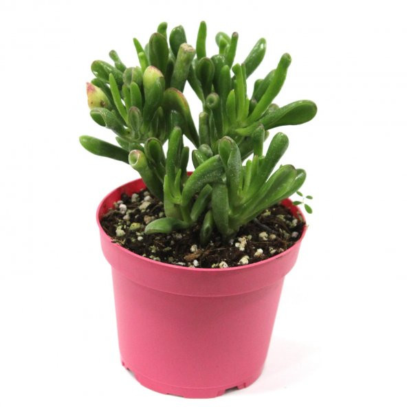 Hobbit Crassula Shrek Sukulent Kaktüs 12 - 15 Cm