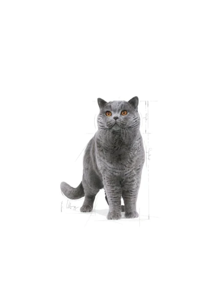 Royal Canin  Royal Canin British Shorthair Adult Kedi Kuru Maması 2 Kg - 3