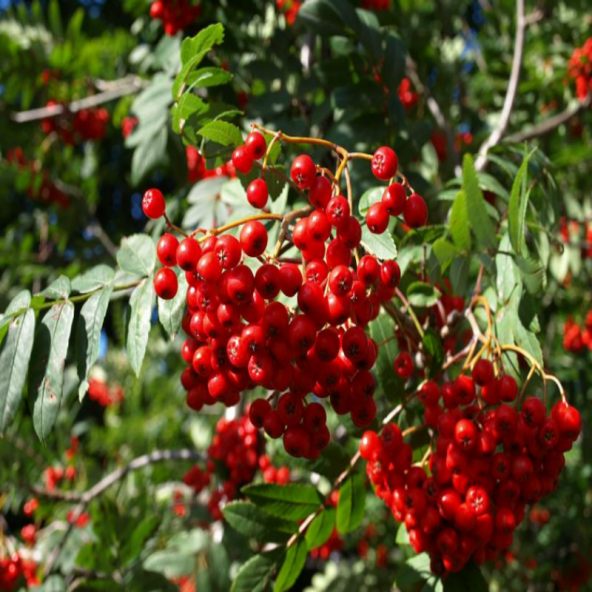 Doğal Üvez Tohumu(10 tohum) - 7