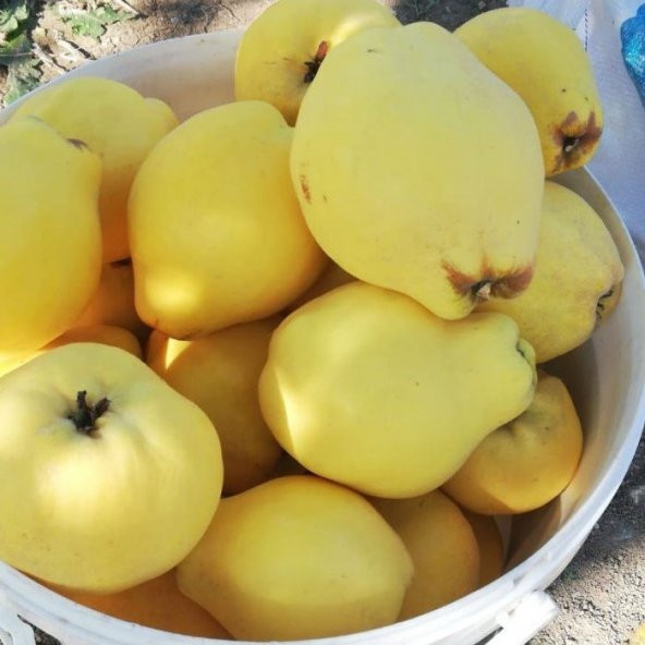 Tüplü Yarıbodur Eşme Ayva Fidanı (150-200 cm) 1 Sene Sonra Meyve Verir - 4