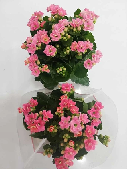 Açık Pembe Kalanşo Kalanchoe Emel Hanım Kardeş Kanı Çiçeği 10-20 cm ürün görseli