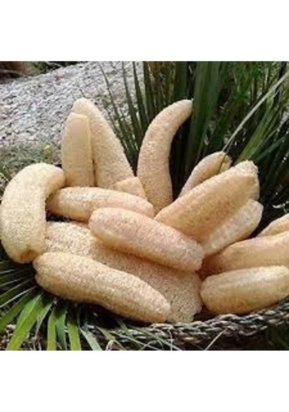 2 Adet 50 Cm Sünger Kabağı Taze Hasat Hatay Samandağ Lif Kabağı Doğal Banyo Hamam Lifi - Resim 2