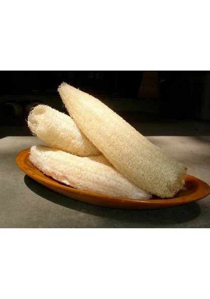 2 Adet 50 Cm Sünger Kabağı Taze Hasat Hatay Samandağ Lif Kabağı Doğal Banyo Hamam Lifi - Resim 3