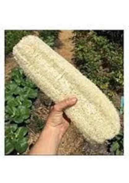 2 Adet 50 Cm Sünger Kabağı Taze Hasat Hatay Samandağ Lif Kabağı Doğal Banyo Hamam Lifi - Resim 4