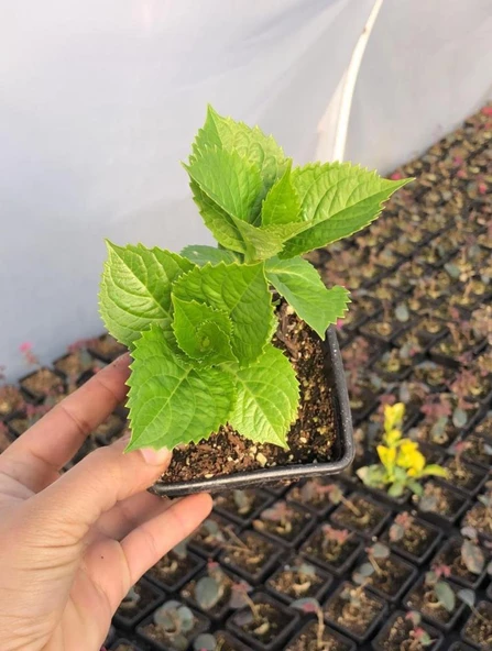 Ebruli Mavi Ortanca Çiçeği Fidanı 10-20 cm