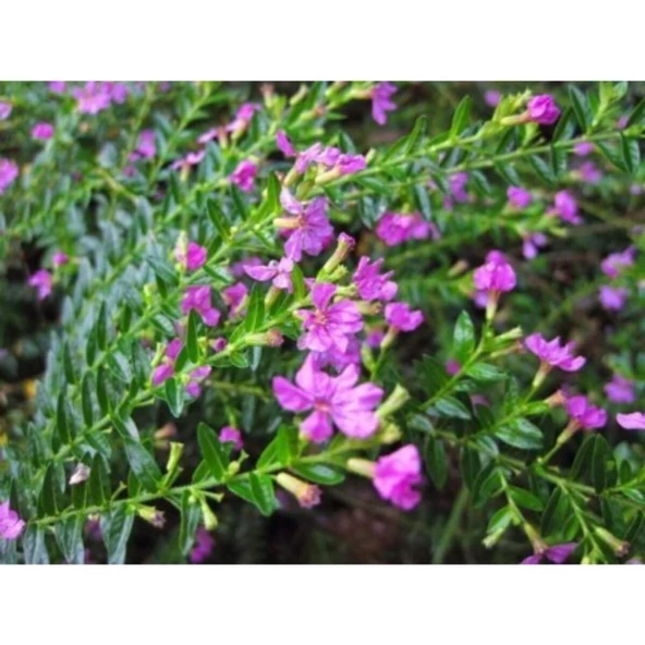 Pembe Kufeya Çiçeği 10-20 cm Fidanı ürün görseli 1