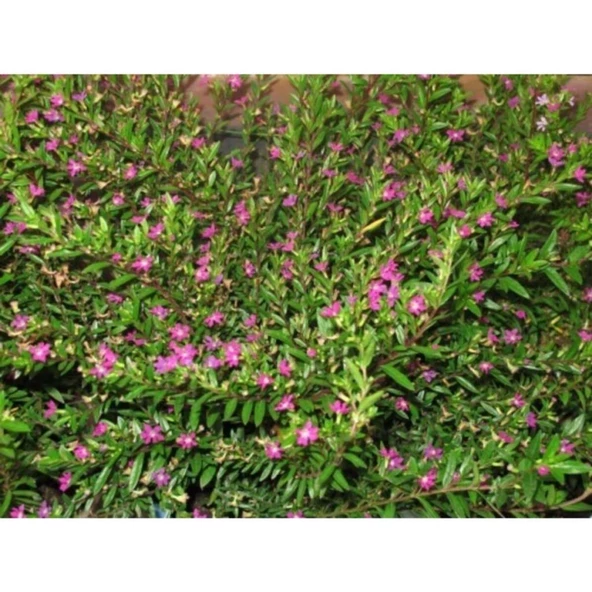 Pembe Kufeya Çiçeği 10-20 cm Fidanı - Resim 3