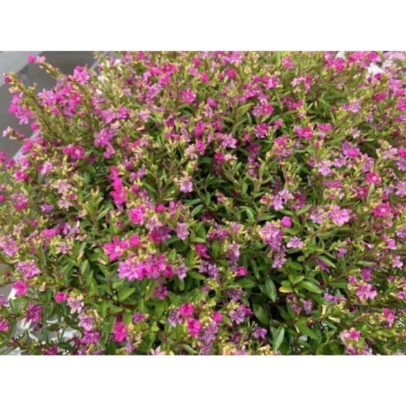 Pembe Kufeya Çiçeği 10-20 cm Fidanı - Resim 2