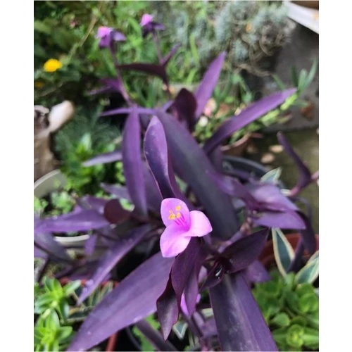 Koyu Mor Telgraf Çiçeği Saksılı 10-20 cm ürün görseli