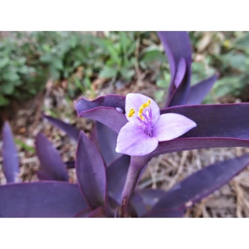 Koyu Mor Telgraf Çiçeği Saksılı 10-20 cm - Resim 2