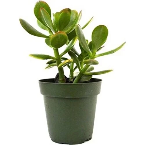 Para Çiçeği 8.5 cm Saksıda Crassula Ovata 10-20 cm