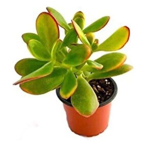 Para Çiçeği 8.5 cm Saksıda Crassula Ovata 10-20 cm - 3