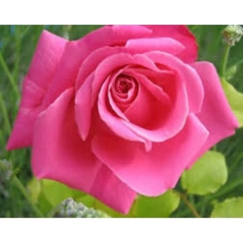 Pink Pembe Yediveren Aşılı Saksıda Gül Fidanı 10-20 cm ürün görseli