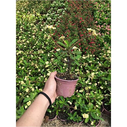 Krem Dikenler Tacı Fidanı 10-20 cm