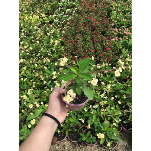 Krem Dikenler Tacı Fidanı 10-20 cm - Resim 2