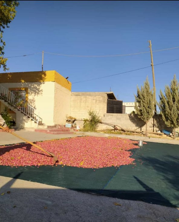 Dut Toplama Filesi - 6x50 M YEŞİL - 3