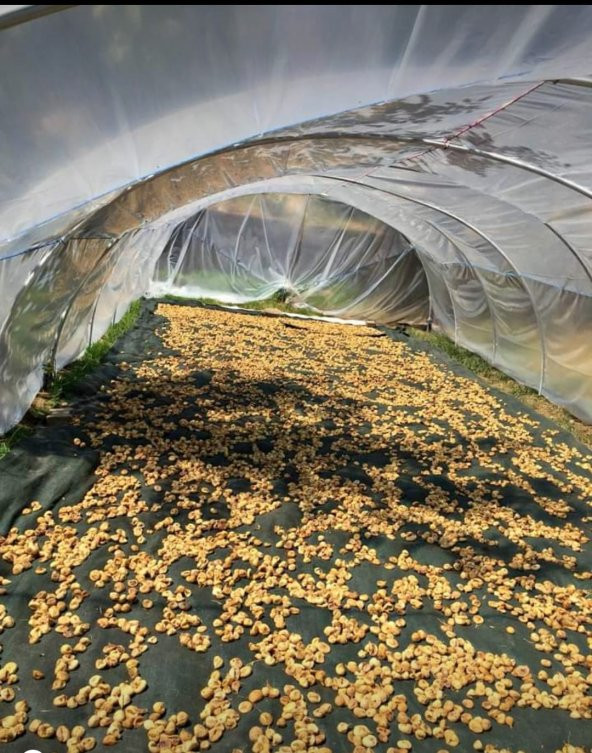 Dut Toplama Filesi - 6x50 M YEŞİL - 4