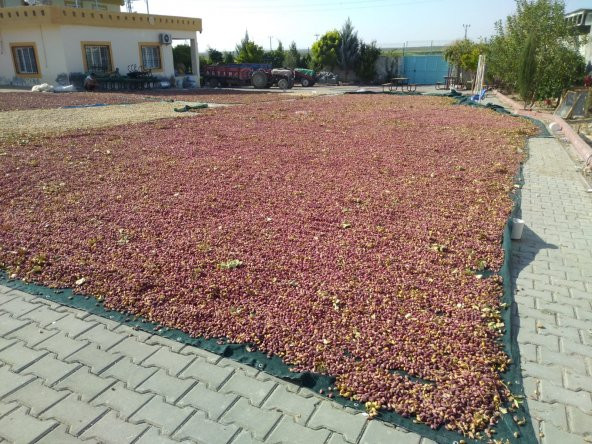 Dut Toplama Filesi - 6x50 M YEŞİL - 6