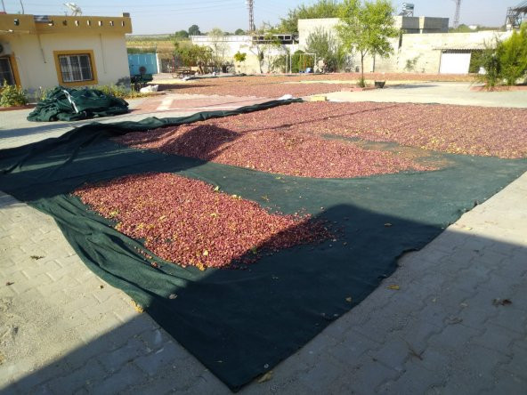 Dut Toplama Filesi - 6x50 M YEŞİL - 7